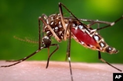 Mosquito Magnets