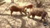 Burkina Faso Wildlife Conservation Farm Struggling in Turbulent Times 