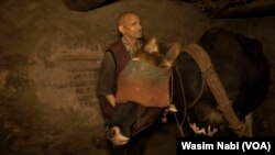FILE - Ghulam Ahmed Wani covering the eyes of an ox with a cloth in the town of Pampore, district Pulwama of Jammu and Kashmir, June 2023.