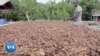 Le succès d'une coopérative ivoirienne de planteurs de cacao bio