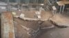 Children were injured when the floor of their classroom collapsed into a manmade gold mining pit dug by illegal gold panners