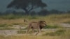 En sept mois, la réserve d'Al-Baguir a perdu sept lions, la plupart à cause de maladies.