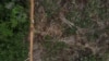 Una vista aérea muestra una parcela deforestada de la selva amazónica brasileña, en Apui, estado de Amazonas, una las reivindicaciones de los pueblos indígenas en Brasil; visto el 4 de septiembre de 2021.