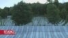 Wood: Završiti raspravu o Srebrenici