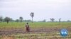 Indian Rice Export Ban Prompting Shutdown of Nigerian Mills