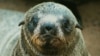 FILE - A Namibian Cape fur seal pup is pictured at a seal reserve 430 kilometers west of Windhoek. Namibia’s Ministry of Fisheries has issued a quota for the harvesting of 80,000 pups and 6,000 bulls in the harvesting season that begins July 1, 2023.