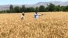ملل متحد: سروی برداشت حاصلات گندم در افغانستان آغاز شد