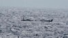 5 migrants die trying to reach Spain's Canary Islands