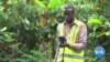 New EU Rule Targets Deforestation in Chocolate Industry 