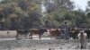 FILE - A farmer walks by his cattle in Botswana's Okavango Delta on Sept. 28, 2019, during a drought year. 