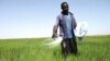 L'Afrique représente 32% des importations mondiales de riz pour 13% de la population mondiale.