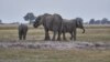 FILE - Elephants are seen on the Chobe river in Kasane, Botswana, July 20, 2022. 