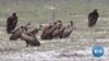  Vulture Poisoning Incidents Increasing in Botswana