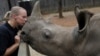 FILE - Yolande van der Merwe kisses an orphaned rhino at a sanctuary for rhinos orphaned by poaching, in Mookgopong, Limpopo province, South Africa, April 17, 2020.