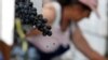 FILE - A worker selects grapes as the traditional harvest starts at the Chateau Haut-Brion vineyard in Pessac, near Bordeaux, France, Sept. 18, 2019. 