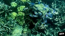 Terumbu karang Great Barrier Reef di negara bagian Queensland, Australia (foto: dok). 