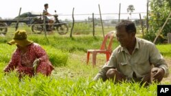 រូបឯកសារ៖ កសិករកាត់ត្រកួនពីដំណាំនៅជាយក្រុងភ្នំពេញ កាលពីថ្ងៃទី ១៣ ខែមិថុនា ឆ្នាំ ២០១៩។