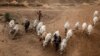 Kungiyar Matasan Fulani Ta Soki Matakin Hana Kiwo A Fili A Kudancin Najeriya