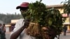 Les producteurs de khat kenyans guettent une reprise des exportations vers la Somalie