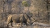 Un rhinocéros blanc est vu au parc national Kruger le 20 août 2018.