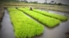 Retour du Salon de l'Agriculture en Côte d'Ivoire