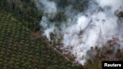 Pembakaran hutan di dekat perkebunan kelapa sawit di Kabupaten Kapuas, dekat Palangka Raya, Kalimantan Tengah. Sektor perkebunan di Indonesia, baik sawit, kakao, karet hingga teh dan kopi, sering dianggap turut berperan merusak lingkungan. (Foto: Reuters). 