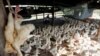 ARCHIVO - La Influenza Aviar es una enfermedad viral contagiosa que afecta tanto a las aves domésticas como silvestres, sin cura ni tratamiento. Con menos frecuencia, también se han aislado virus en especies de mamíferos, así como en seres humanos.
