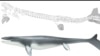 Ancient Sea Lizard Had Shark-like Fin