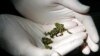 Australian Scientists Boost Climate Change Adaptability in Frogs 