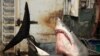 Extinction Bites: Countries Agree to Protect Sharks, Rays