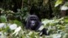 Ouganda: lions et chimpanzés menacés, girafes et éléphants se multiplient
