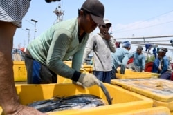 Para nelayan membongkar ikan-ikan hasil tangkapan di pelabuhan di Jakarta, 5 Mei 2019. (Foto: AFP)