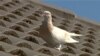Fake US Leg Band Gets Pigeon a Reprieve in Australia