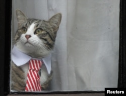 FILE - Julian Assange's cat sits at the window of Ecuador's embassy in London, Britain, Nov. 14, 2016.