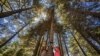 Lebanon's Christians Feel Heat of Climate Change in Sacred Forest and Valley