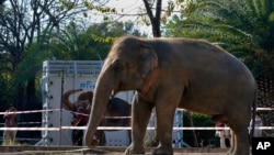 A photographer takes a picture of an elephant named "Kaavan" waiting to be transported to a sanctuary in Cambodia, at the Maragzar Zoo in Islamabad, Pakistan, Friday, Nov. 27, 2020.