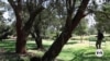 AI technology helps boost forest conservation in Kenya