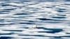 WMO: Global Warming Triggering Extreme Weather Events 