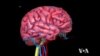 Looking Into Your Brain Just Became Easier