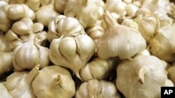 Senyawa dalam bawang putih bekerja 100 kali lebih ampuh melawan biofilm Campylobacter (bakteri penyebab keracunan makanan), dibandingkan antibiotik (foto: dok.).