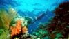 Study: A Third of Parts of Great Barrier Reef 'Dead or Dying'