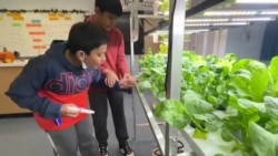Une ferme à l'école : New York innove pour une alimentation plus saine