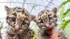 Vietnam Saves Animals in 35% of Wildlife Crimes Reported, NGO Says