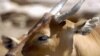 FILE - A banteng.