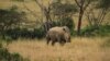 Kenya Pasang Transponder untuk Lacak Badak