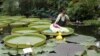 Seorang bayi terbaring di atas daun lili air raksasa di Taman Botani Nasional Meise dekat Brussels, Belgia.