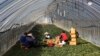 Migrant Workers Face Dire Conditions at South Korean Farms