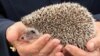 FILE - Britain's Camilla, Duchess of Cornwall holds a hedgehog during a visit to The Great Yorkshire Show in Harrogate, Britain July 15, 2021. 