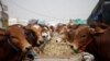Sapi jantan dipajang di pasar ternak tempat orang membeli hewan kurban menjelang perayaan Iduladha di Sanaa, Yaman, 8 Agustus 2019. Seorang perempuan Pakistan menjual hewan kurban secara daring di tengah pandemi. (Foto: REUTERS/Mohamed al-Sayagh)