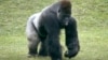 Ebola Also Devastates Wild Ape Population